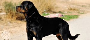 Large Breeds: Loving Companions with High Standards