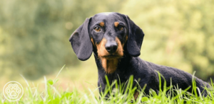 Hound Breeds: Everything About Hounds