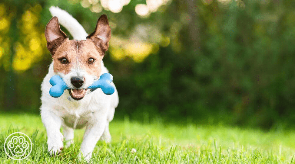 Terriers: all about breed, temperament and training