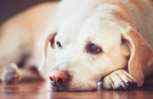 Dog Incontinence: Causes and Treatment